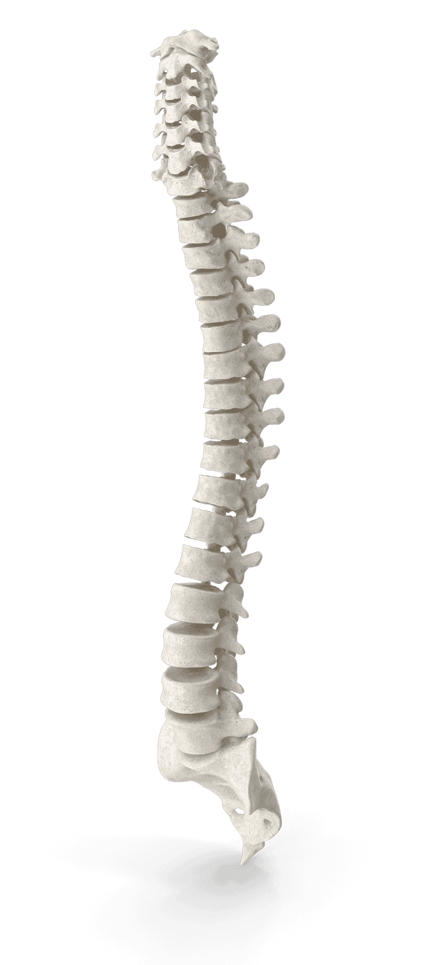 Human-Spine-2-BEEVEM3.png